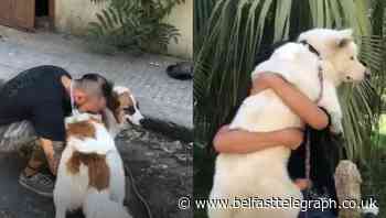 Animal welfare group reunites pets with owners after Beirut explosion