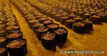 'Strong smell' leads police to huge drug factory on industrial estate