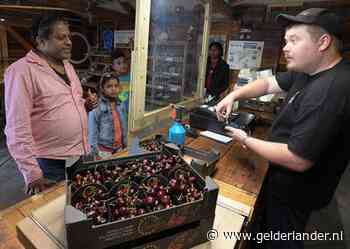 Betuwse kersenseizoen 2020 loopt op haar allerlaatste benen: ‘Het was echt niet normaal’