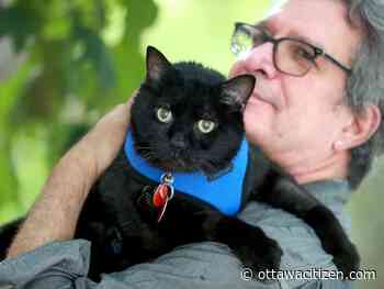 And then there was one: The last Parliament Hill cat survives medical scare