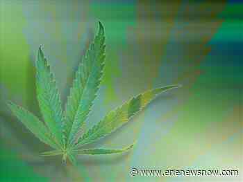 Final Clinical Registrant for Medical Marijuana Research Program Approved by Pa. Dept. of Health - erienewsnow.com