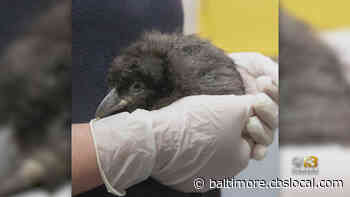 National Aquarium Welcomes New Puffin ‘Spaghetti’ To Its Colony