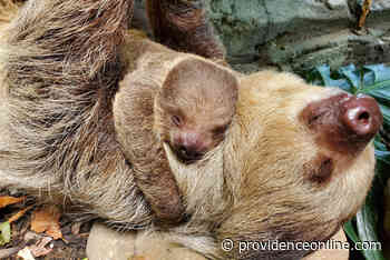 Say Hello to the Baby Sloth Stealing Hearts Across Rhode Island - Providence Media
