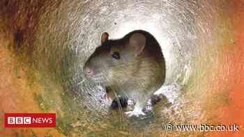 City growth favours animals 'more likely to carry disease'