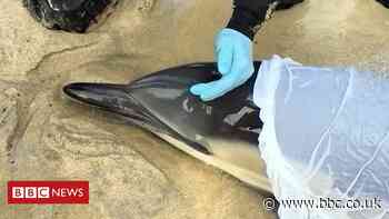 Is noise pollution killing whales and dolphins?