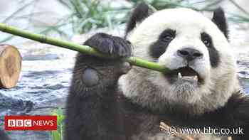 Other mammals lose out in panda conservation drive