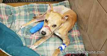 Fundraiser for dog abused, left for dead in St. Paul brings in $17,000