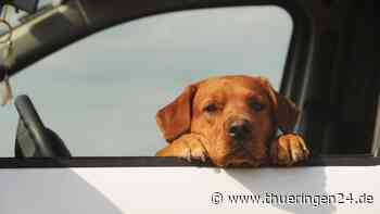 Hund: Handwerker wird rausgeworfen – jetzt lebt er mit seinen Tieren im Auto - Thüringen24