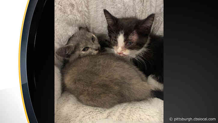 Erie Animal Shelter Looking For Whoever Threw 4 Kittens Out Of Car Window