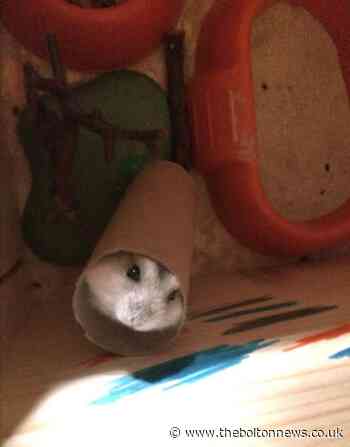 Your  pets: Here’s your animal images