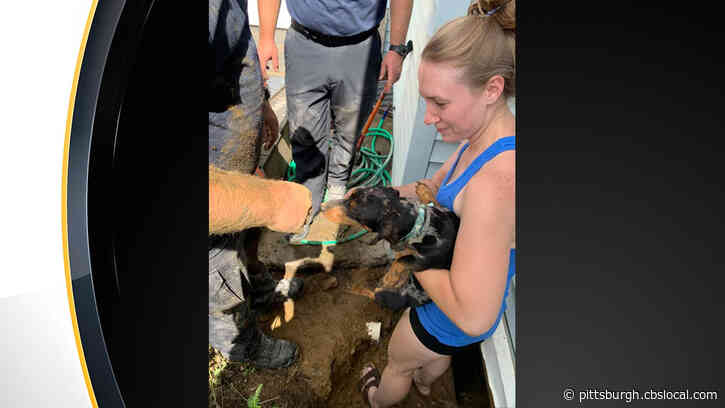City Of Beaver Falls Fire Department Rescues Dog Trapped Under House