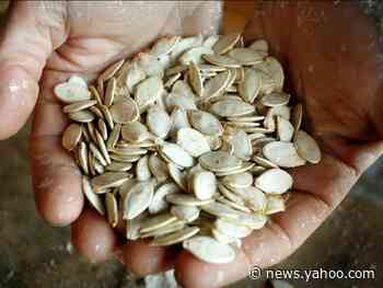 An Arkansas man said he grew the 'mystery seeds' from China in his garden before agriculture officials warned against planting them