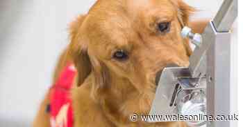 Trials start to see if sniffer dogs can detect coronavirus