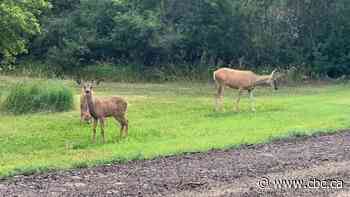 Oh deer! Mule deer family sets up home in park near Saskatoon Zoo