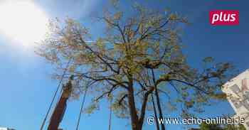 Hitze macht Bäumen in Darmstadt zu schaffen - Echo Online