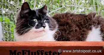 Can you give McFluffster and his four furry friends their forever home?