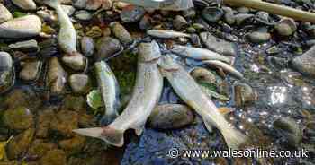 Thousands of fish wiped out by pollution that devastated river