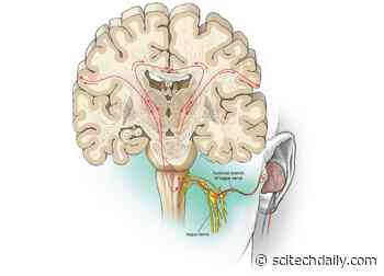 Learning of Foreign Language Sounds Boosted by Non-invasive Nerve Stimulation