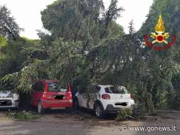 Crolla cedro del libano ultrasecolare a Prato, 3 auto in sosta coinvolte - gonews