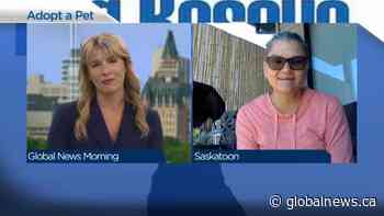 Adopt a Pet with Finn the dog