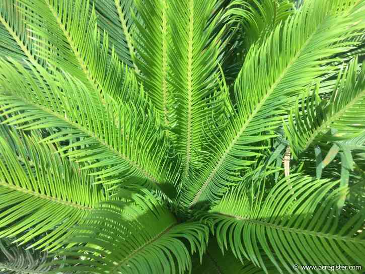 These heat-resistant, drought-tolerant plants are also an excellent investment for gardens