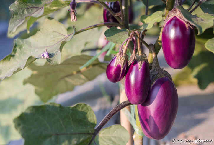 Help for eggplants that are turning yellow instead of purple