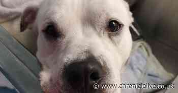 Vet reveals alarming time it takes dogs to die in hot cars