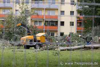 Baumfällungen sorgen für Ärger in der Sachsenallee - Freie Presse