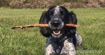 10 ways to keep your dog happy and safe during hot weather