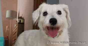 Woman whose dog was swept away by a river hoax called by 'sniggering' teens