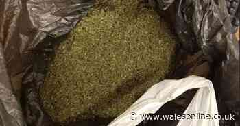 Drug dealer cashed in on Llanelli's new 'drug of choice'