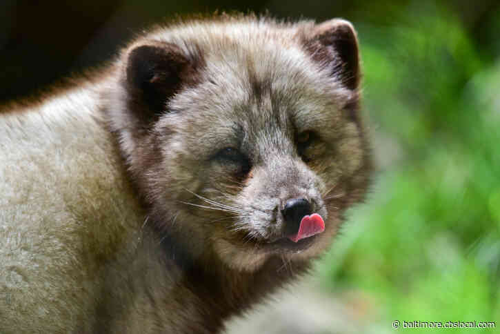 Maryland Zoo’s 5-Year-Old Arctic Fox Timber Dies Suddenly
