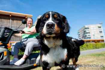 Hond van Wilma ontvoerd tijdens het uitlaten: ‘Opeens sprongen er twee mannen uit het busje’