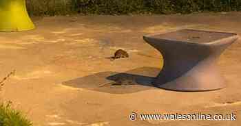 Massive rats seen scuttling around at Welsh hospital
