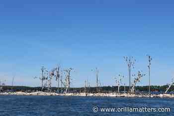 New fall cormorant hunt 'a good start,' says Orillia councillor - OrilliaMatters