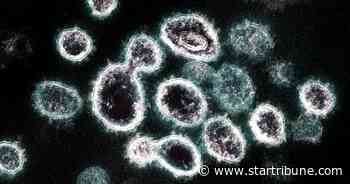 University of Minnesota turns natural killer cells against COVID-19