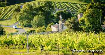 Cognac va planter moins de vignes que prévu - La Revue du vin de France