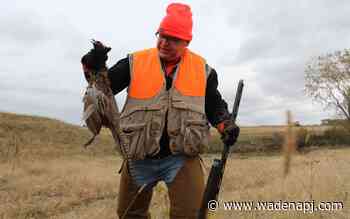 Walz cancels 2020 Governor's Pheasant Hunting Opener - Wadena Pioneer Journal