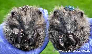 Fundraiser planned for Pickering Hedgehog Rescue