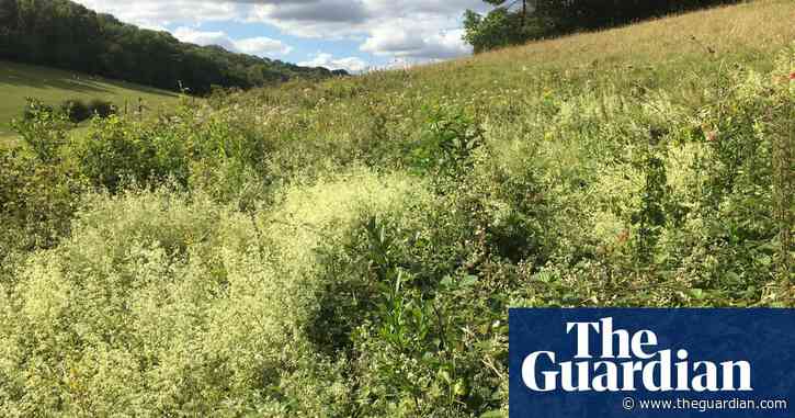 Country diary: the insect mosh pit in the chalk scrub