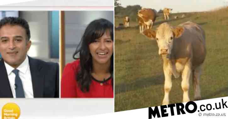 Good Morning Britain thrown into chaos as cows invade weather report
