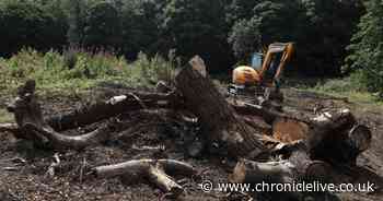 Resident's fury after County Durham beauty spot 'ruined' after century-old trees ripped down - Chronicle Live