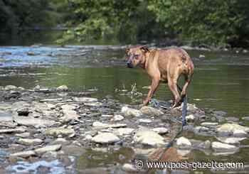Pet Tales: Land donated to end flood threat at Orphans of the Storm shelter