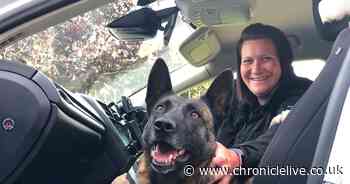 Suspected car thief tracked down by police dog after fleeing from officers