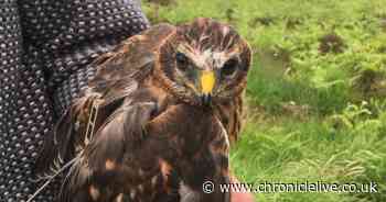 Hen harriers breed in Northumberland for the sixth year in a row
