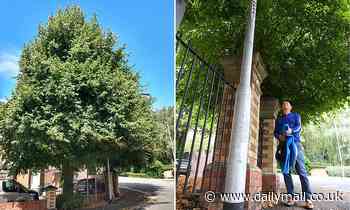 Workmen erect street light in middle of a TREE - before their bosses blame the tree for the blunder 