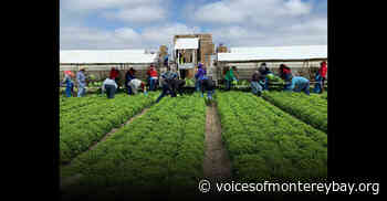 Lack of medical access and protective equipment among the causes of COVID-19 increase in farmers: study - Voices of Monterey Bay