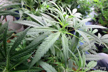 Marion County Teacher, Veteran Appeals Termination For Medical Marijuana Use - WUFT