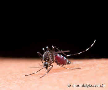 Brusque registra aumento de focos de dengue; confira boletim completo - O Munícipio