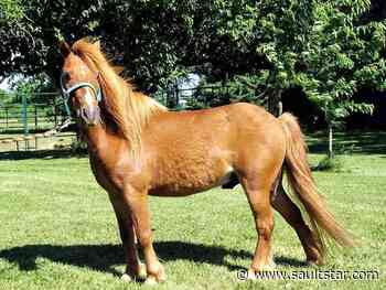 Lost pony found after more than week-long search
